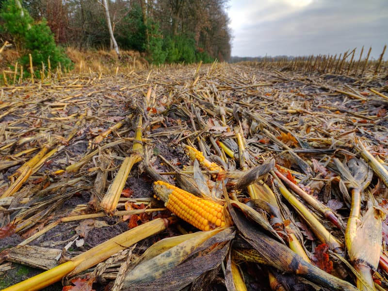 Maize post harvest loss